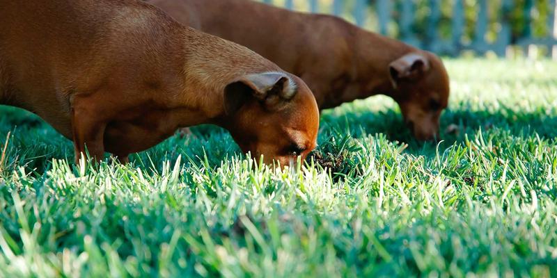 十款热门空气炸锅深度实测:健康烹饪效果与易用性终极指南